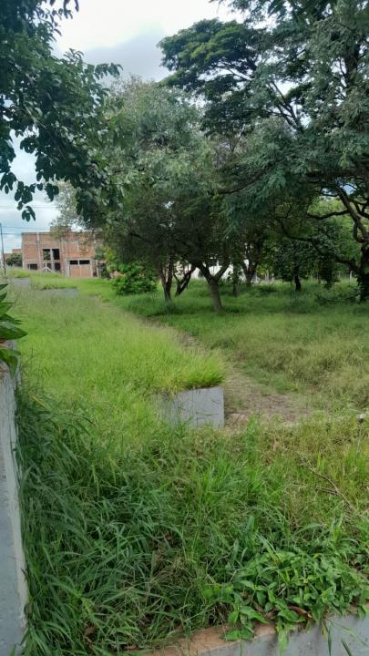 Foto 6 de 16 — Praça do Selmi Dei fica mais de 5 meses sem limpeza e moradores relatam aparecimento de cobras